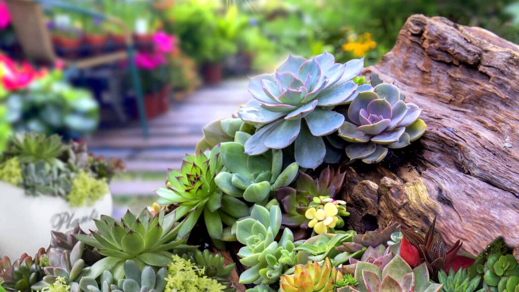 Acclimating outdoors succulents