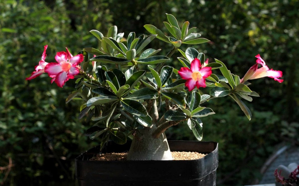 Adenium