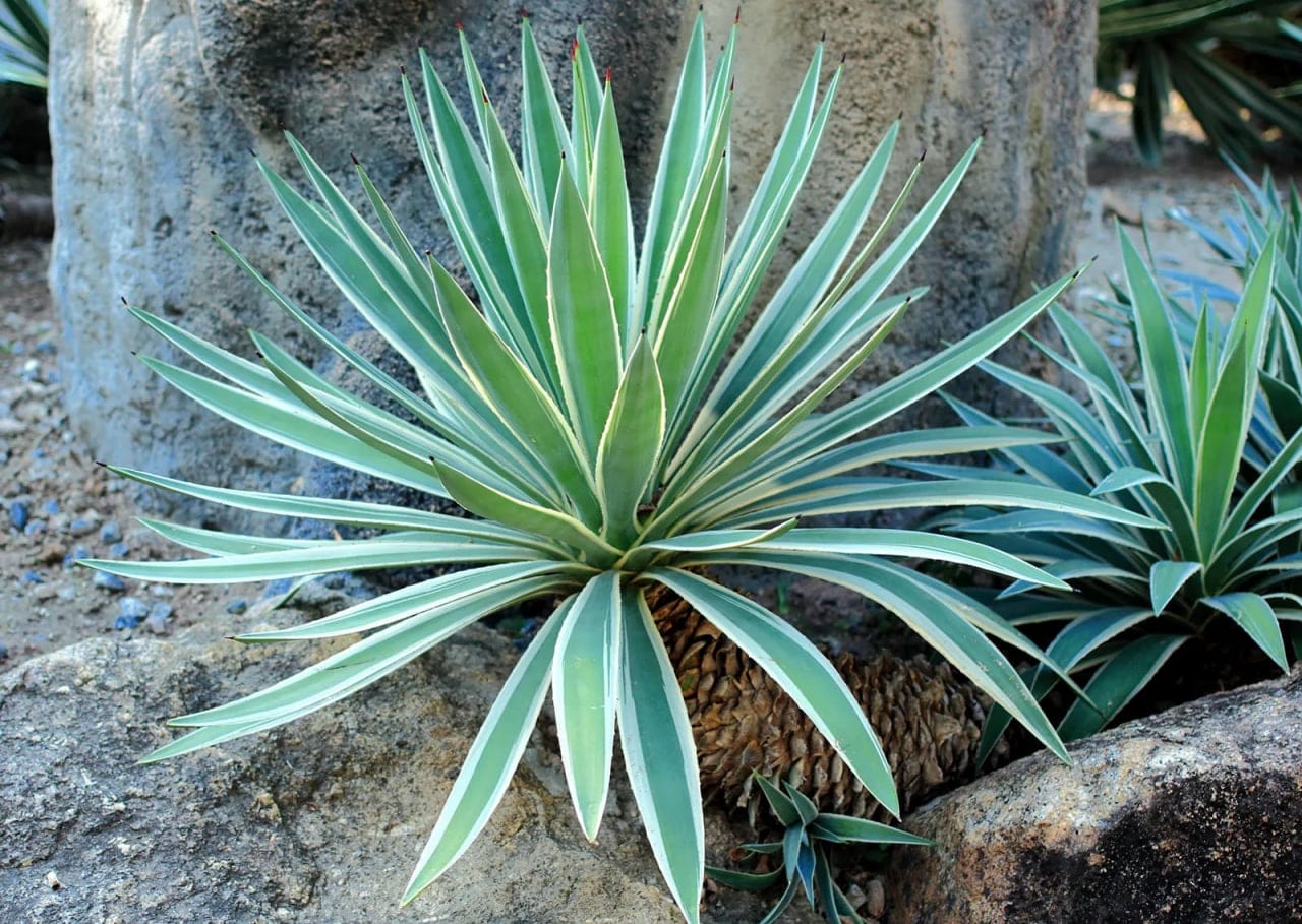 Agave