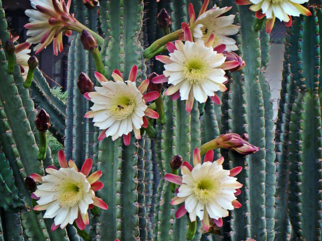 Cereus