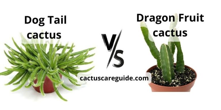 Dog Tail Cactus vs Dragon Fruit Cactus: Learn to Recognize