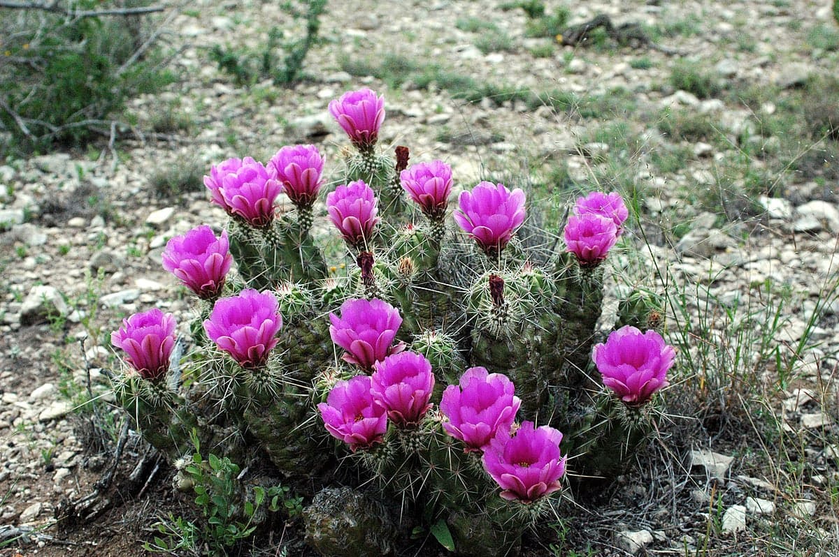 Echinocereus