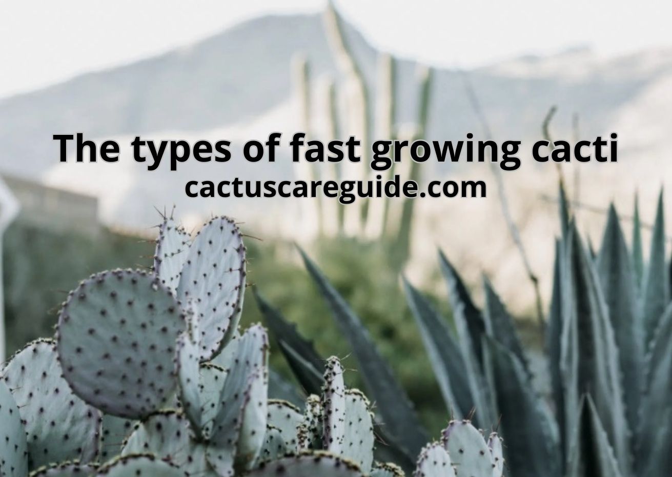 The Types of Fast Growing Cacti - Best Detailed Guide