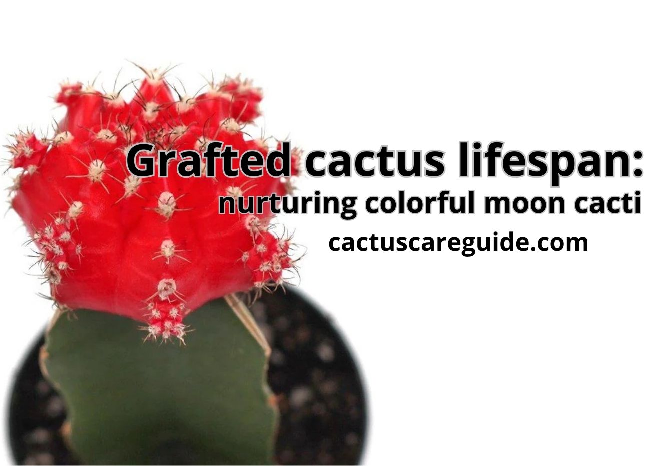 Grafted Cactus Lifespan - Best Detailed Guide