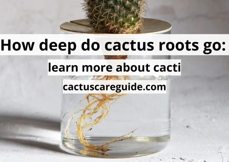 How Deep Do Cactus Roots Go: Best Detailed Guide