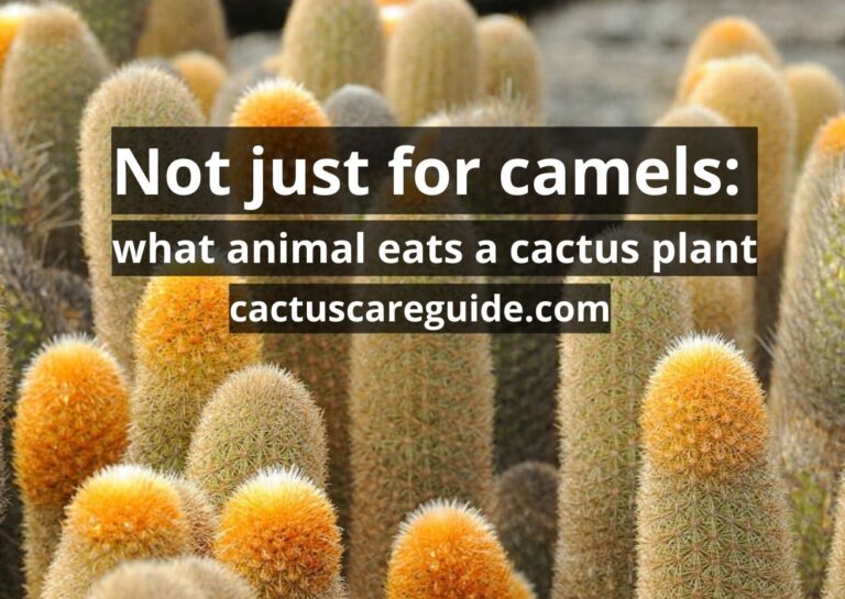 What Animal Eats a Cactus: Best Guide 2023