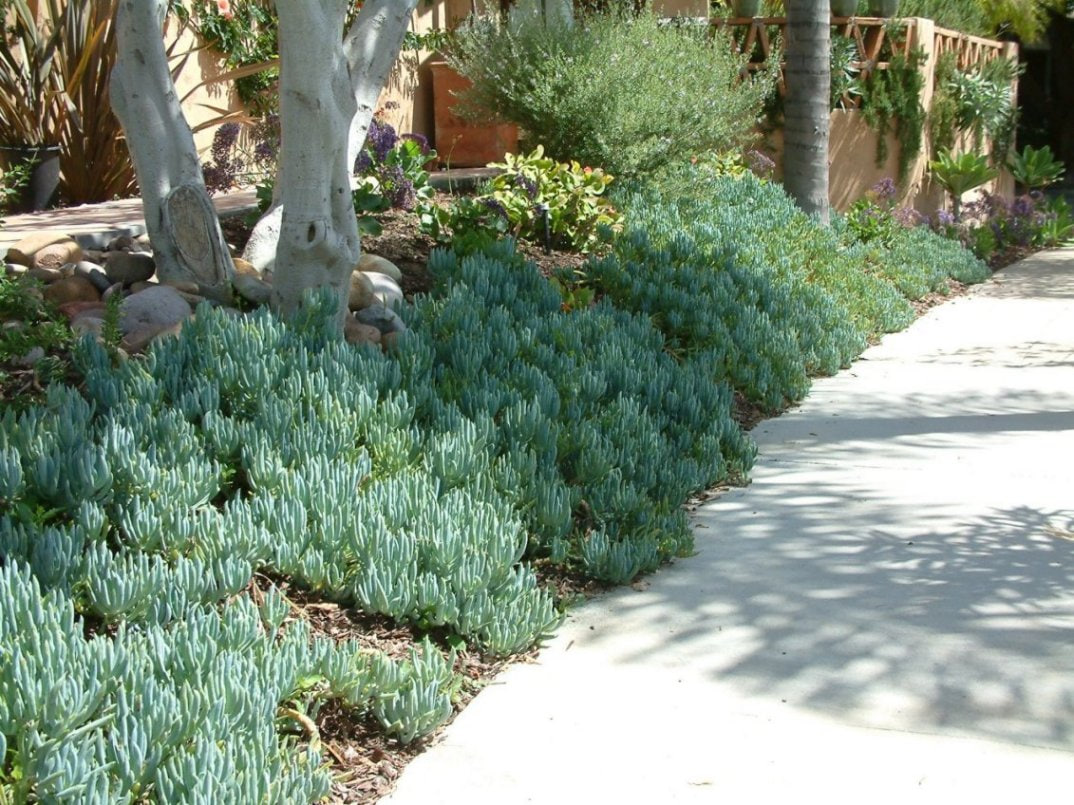 Senecio Mandraliscae