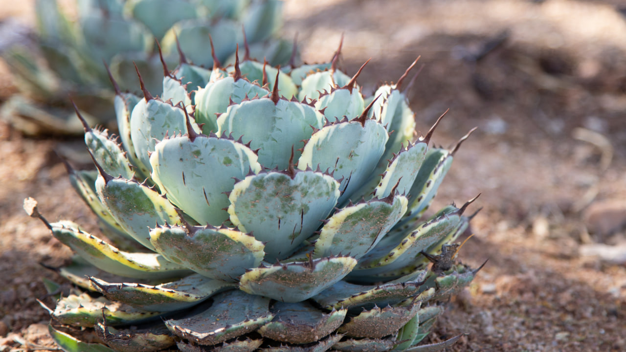 Succulents that like full sun and heat