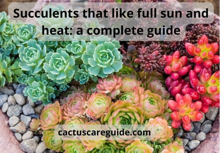 Succulents That Like Full Sun and Heat: a Complete Guide