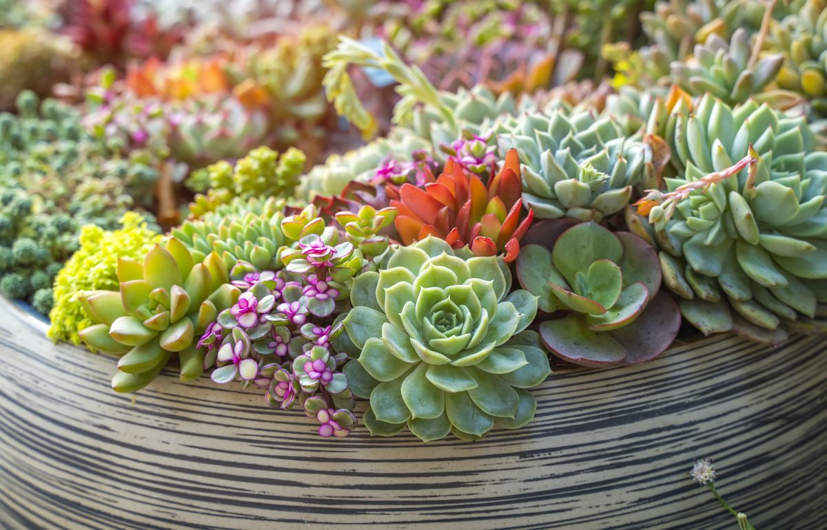 What succulents can you grow indoors