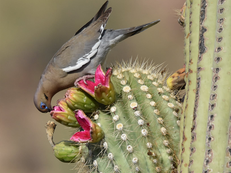 YGAH SaguaroFruit