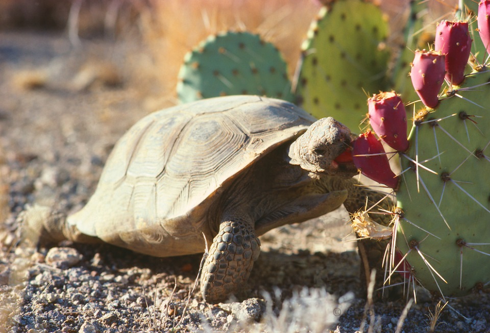 What Animal Eats A Cactus: Detailed Guide