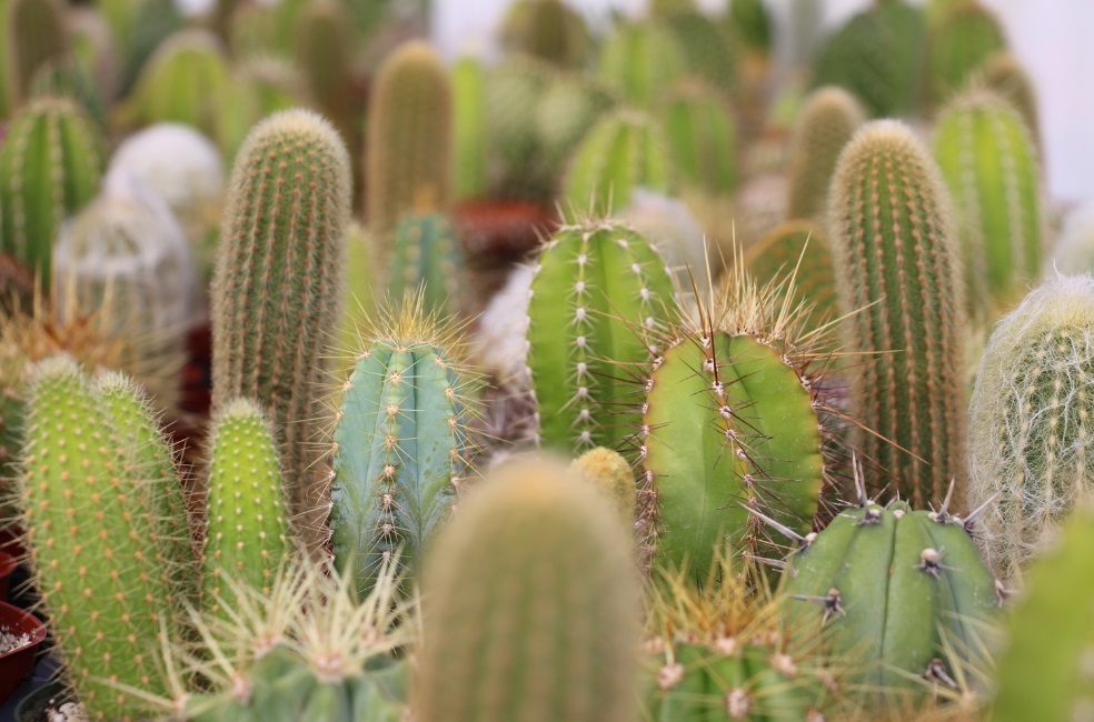 How Deep Do Cactus Roots Go: Best Detailed Guide