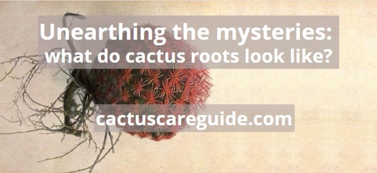 What Do Cactus Roots Look Like? Unearthing The Mysteries