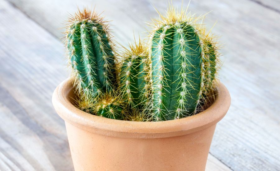 do cactus produce oxygen
