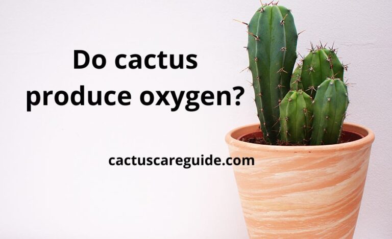 Do cactus produce oxygen: super detailed helpful guide