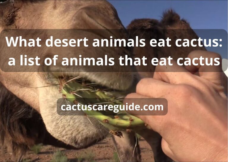 What Desert Animals Eat Cactus: 6 Unusual Animals