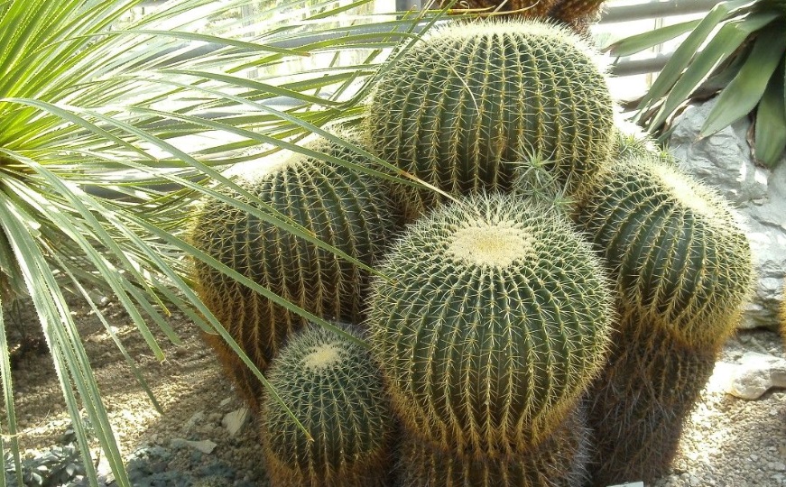 Types of Fast Growing Cacti