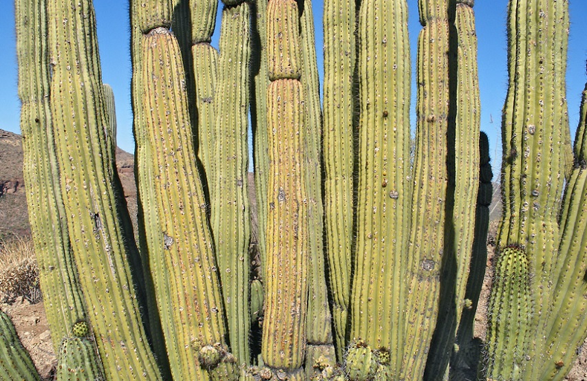 Types of Fast Growing Cacti