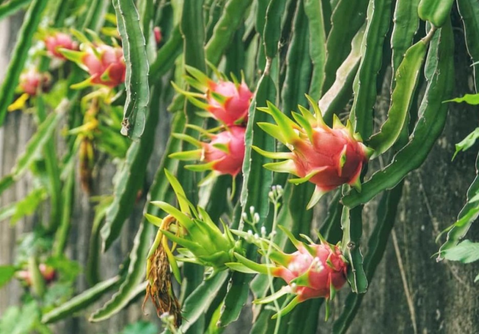 Types of Fast Growing Cacti