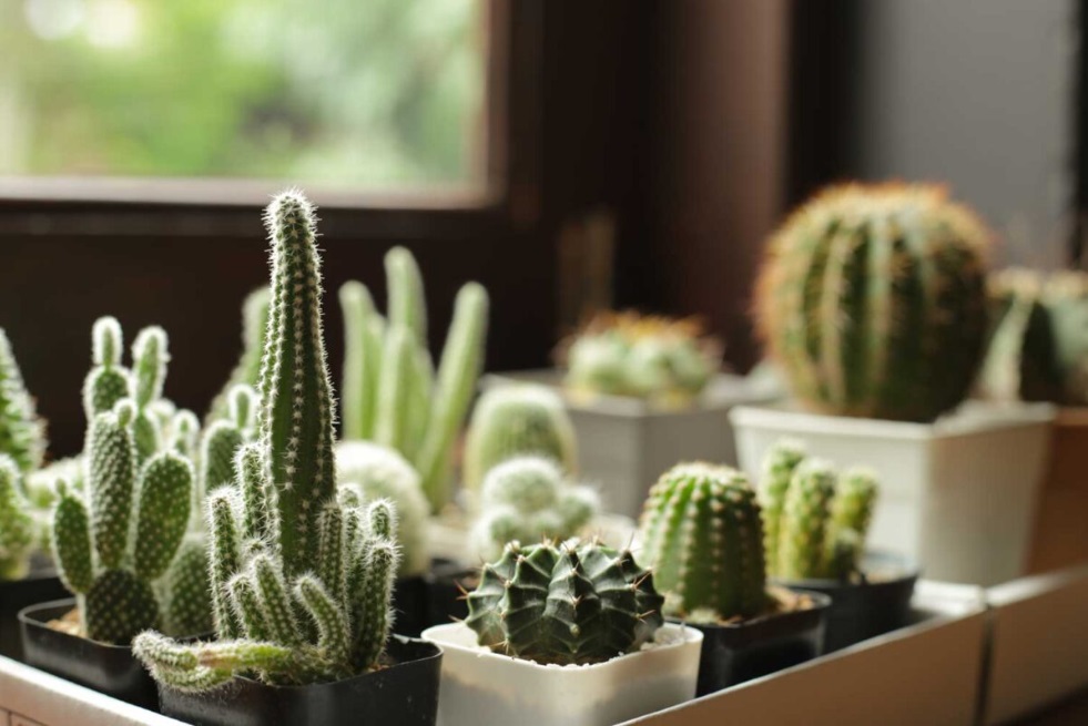 Types of Fast Growing Cacti