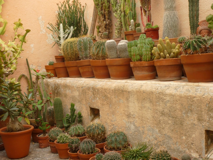 Types of Fast Growing Cacti