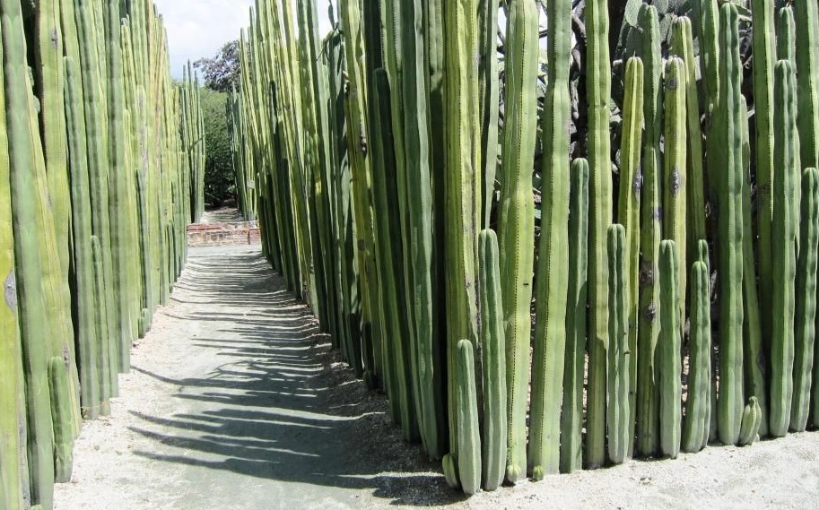 Types of Fast Growing Cacti