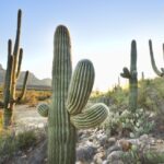 fast growing cacti 9