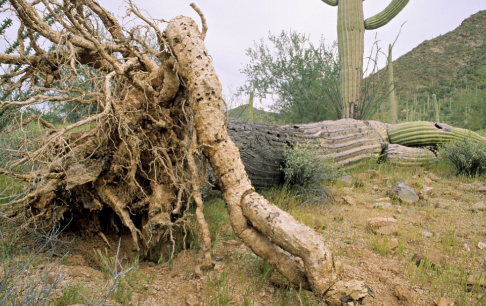 What Do Cactus Roots Look Like? Revealing The Mysteries