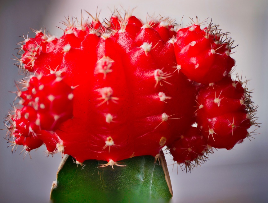 moon cacti 3