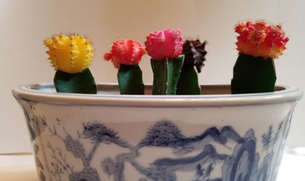 moon cacti 4