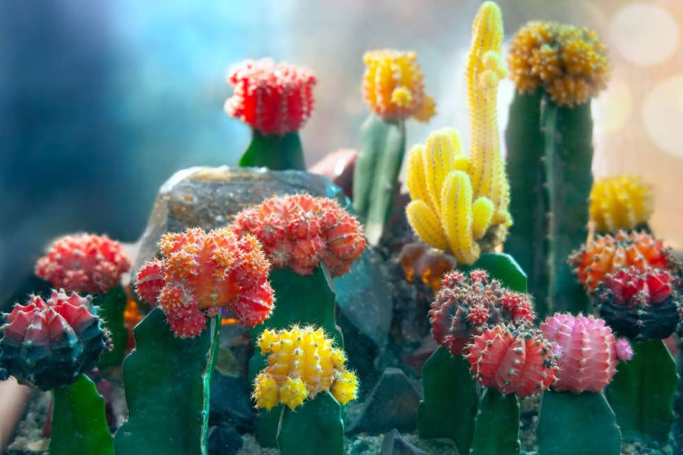 moon cacti 5