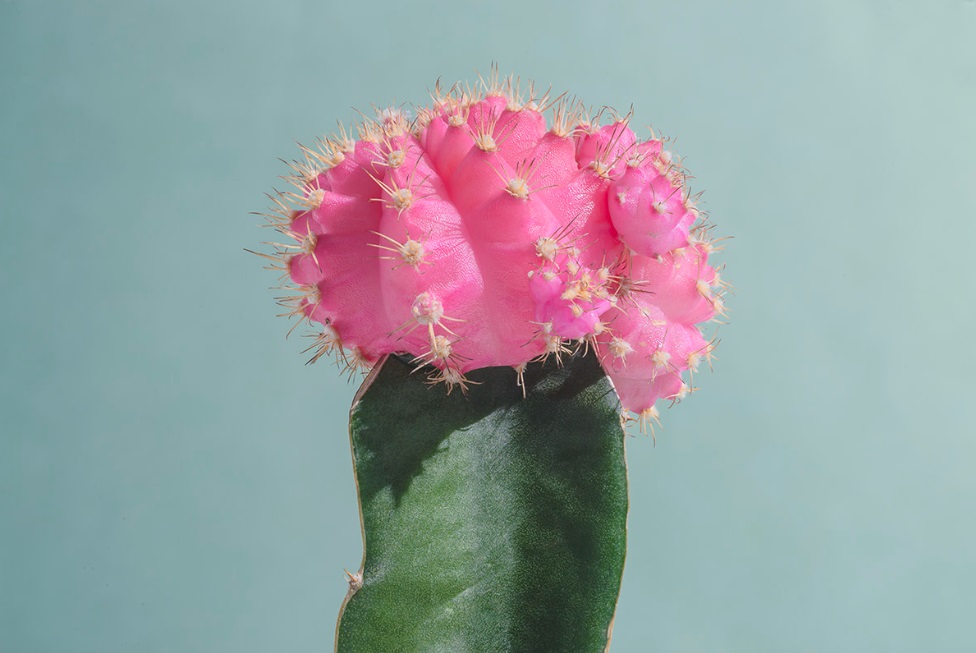 moon cacti 7