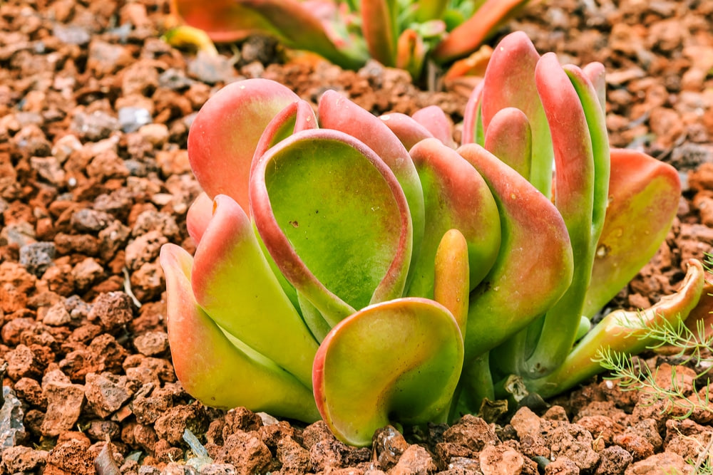 How to grow succulent plants that like full sun and heat indoors