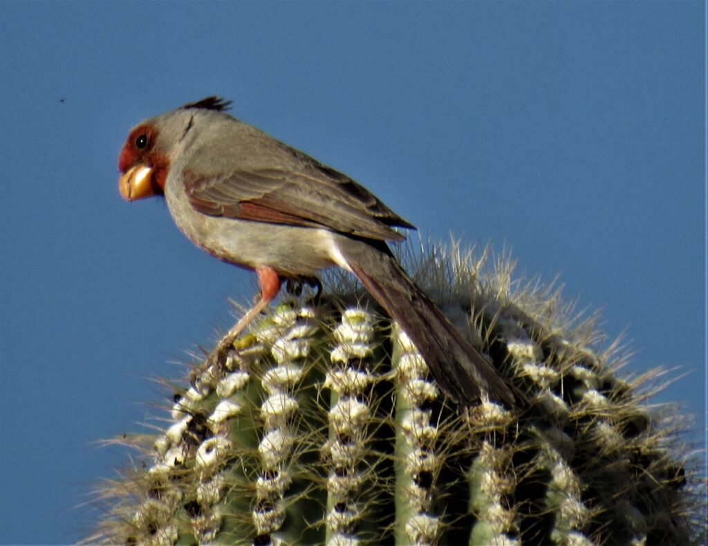 pyrrhuloxia 1