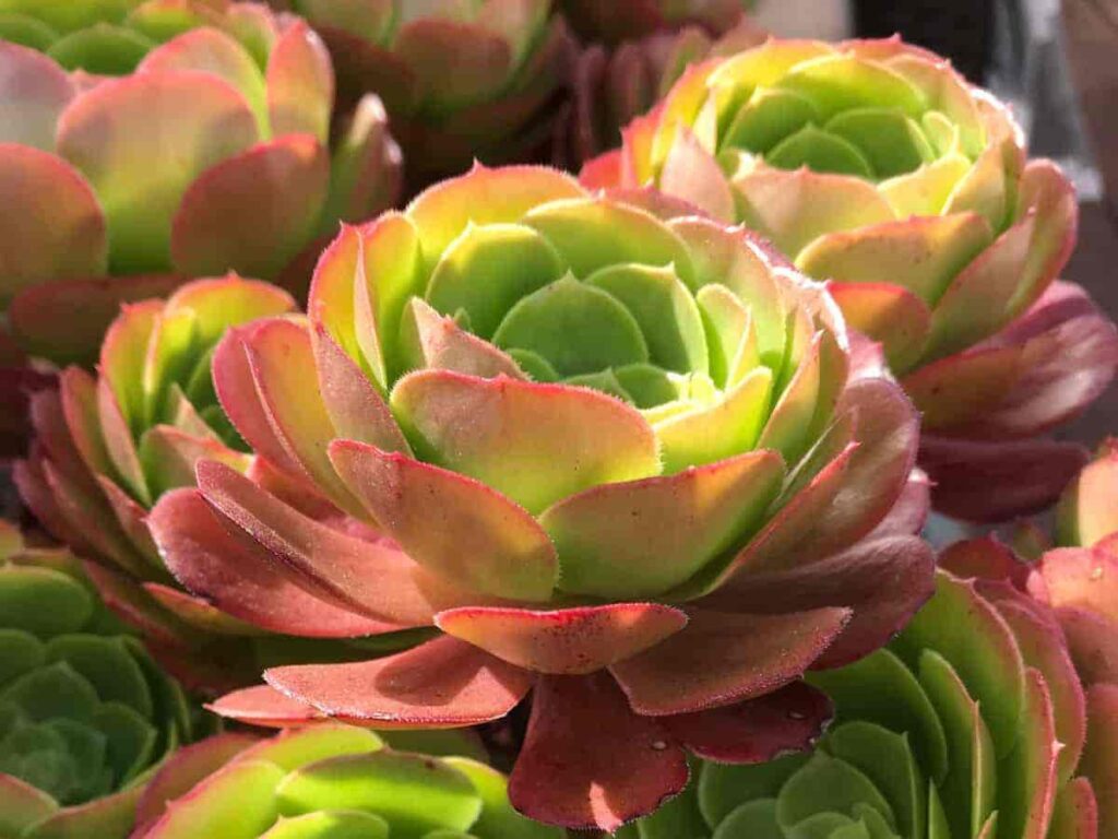 Succulents that like full sun and heat