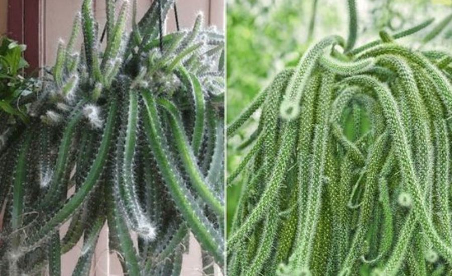 Dog tail cactus 11