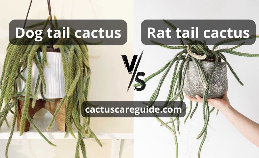 Dog Tail Cactus Vs. Rat Tail Cactus: Super Helpful Guide