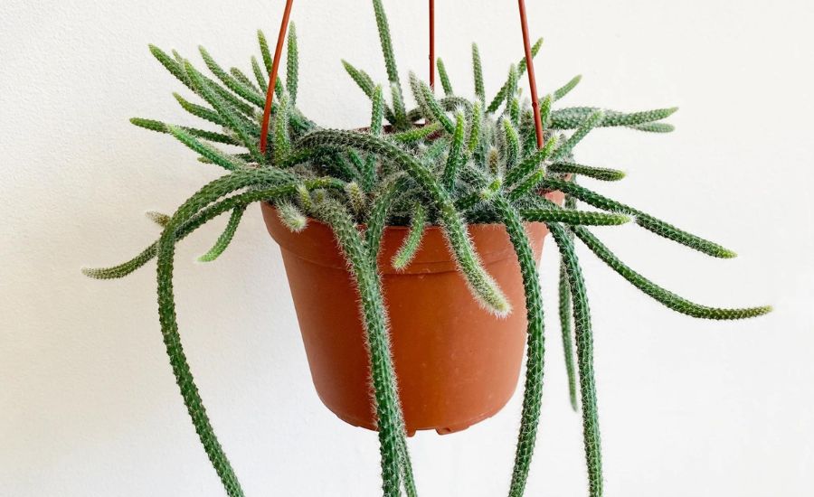 Dog tail cactus 2