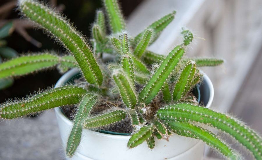 Dog tail cactus 6