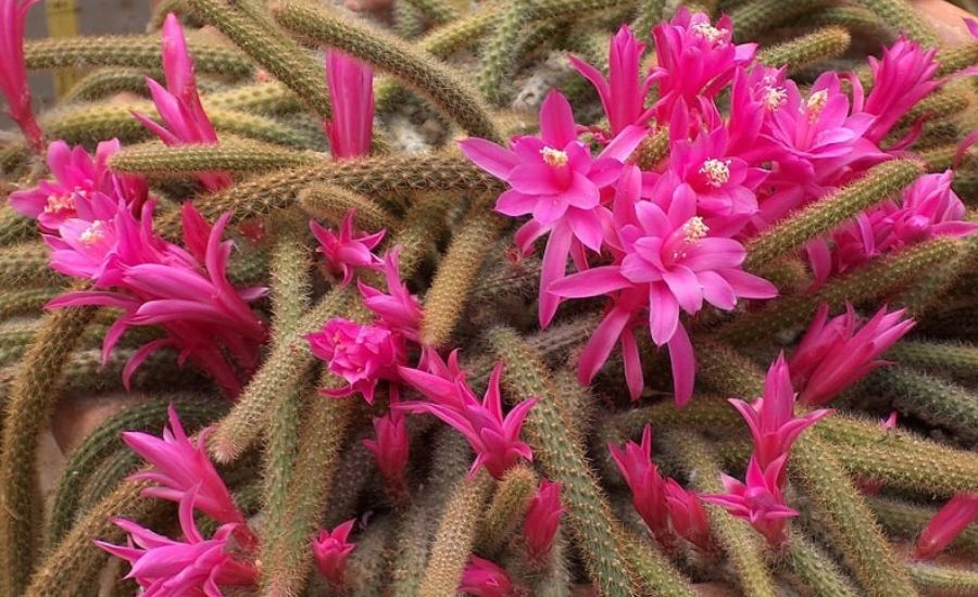 Dog tail cactus 7