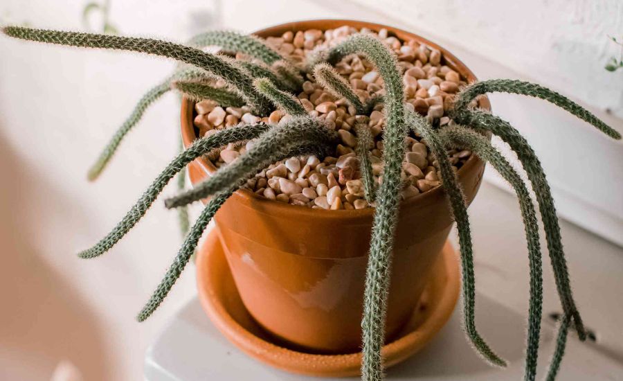 Dog tail cactus 8