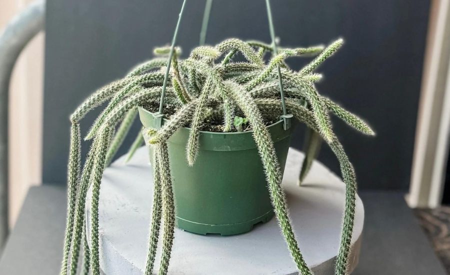 Dog tail cactus 9