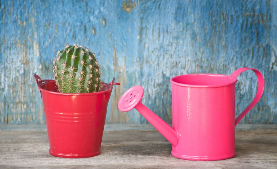 Bottom Watering Cactus