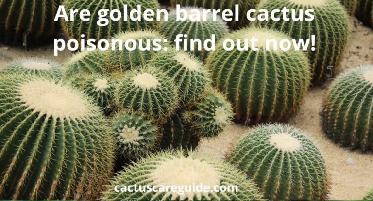 Are golden barrel cactus poisonous: find out now!