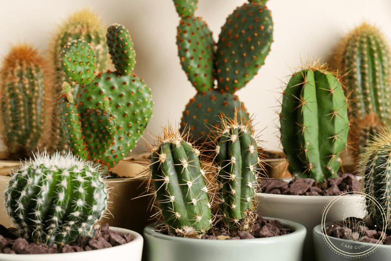 Bottom Watering Cactus