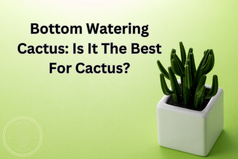 Bottom Watering Cactus