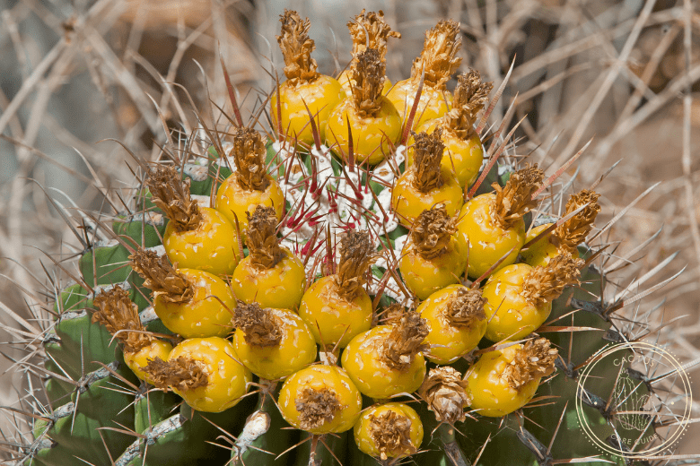 barrel cactus fruit