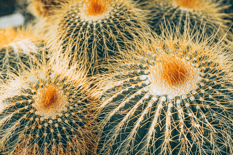 Are Golden Barrel Cactus Poisonous