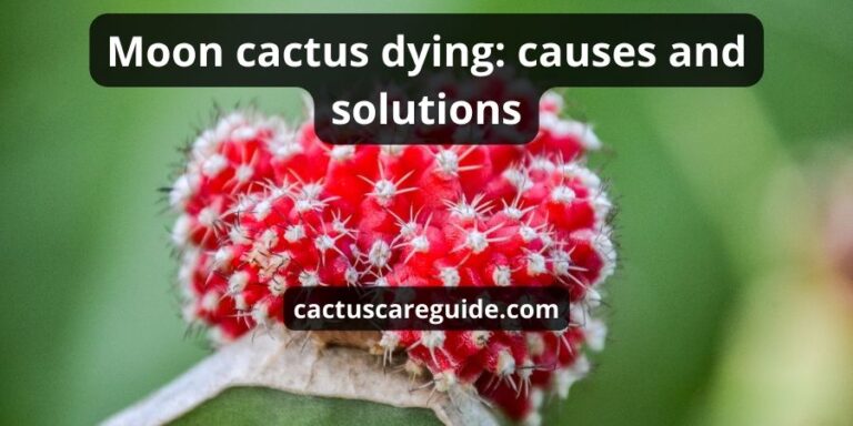 Moon cactus dying: causes and solutions